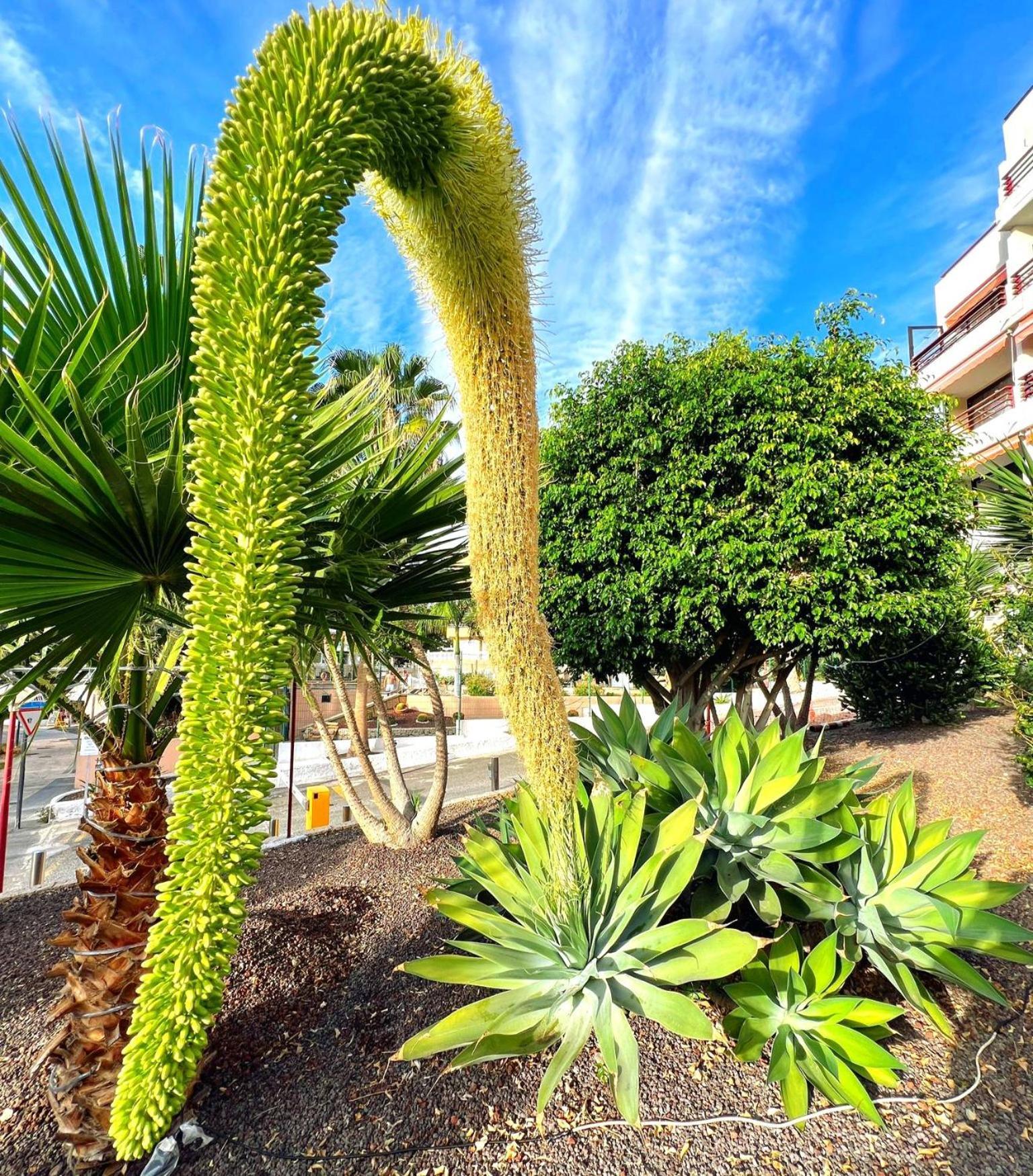Paulmarie Apartment In Olympia Playa de las Americas  Exterior foto
